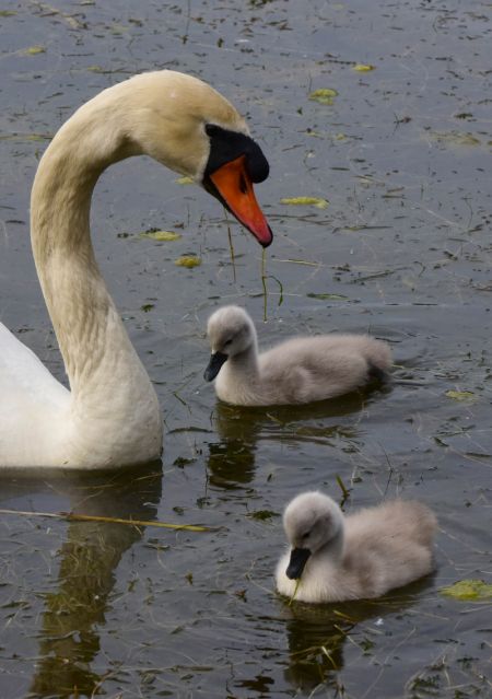 (miniature) Un cygne muet et ses bébés dans un parc