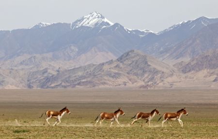 (miniature) Des ânes sauvages tibétains dans la Réserve naturelle nationale des monts Altun