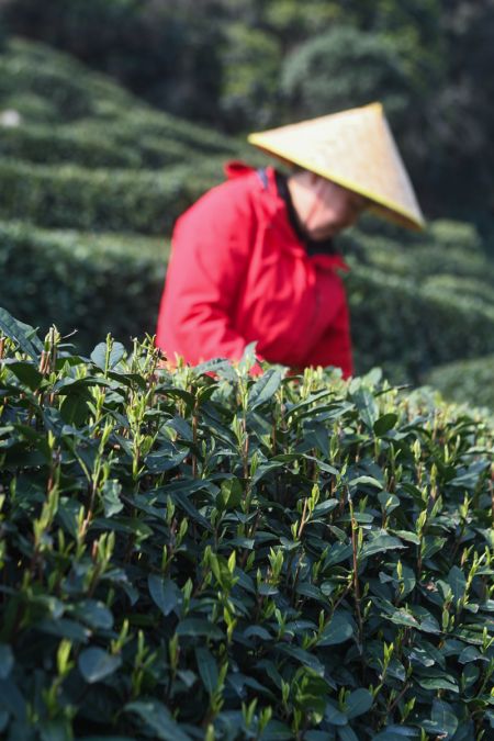 (miniature) Photo prise le 13 mars 2023 de la cueillette des feuilles de thé sur une montagne de théiers du village de Longjing