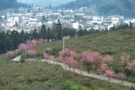 (miniature) Cerisiers d'hiver en fleurs dans le district de Xichou