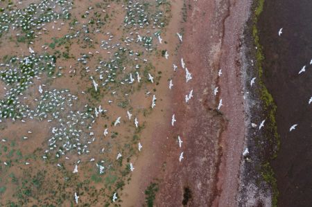 (miniature) Photo de drone de mouettes reliques dans la réserve naturelle nationale de Hongjiannao