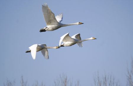 (miniature) Des cygnes survolent la zone humide de Caofeidian