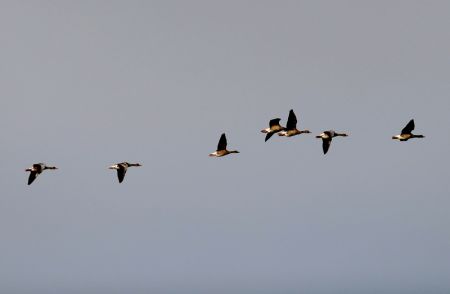 (miniature) Une volée d'oiseaux survole le Parc national des zones humides du lac Ulungur dans le district de Fuhai