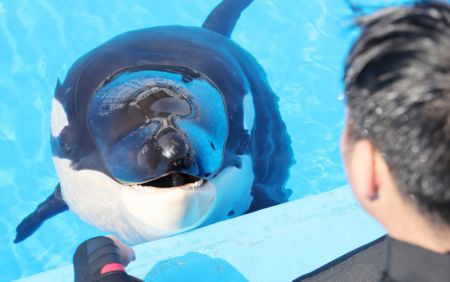 (miniature) Un employé joue avec une jeune orque dans le Parc océanique de Haichang