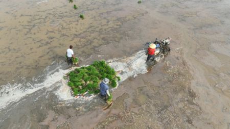 (miniature) Photo aérienne d'agriculteurs transportant des semis de riz dans l'arrondissement de Hongze de la province chinoise du Jiangsu (est)