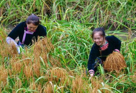 (miniature) Des villageoises récoltent du riz gluant dans le village de Jianhua du district de Congjiang de la préfecture autonome Miao de Qiandongnan