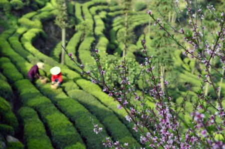 (miniature) Des agricultrices cueillent des feuilles de th&eacute; dans une plantation de th&eacute; de Maoping