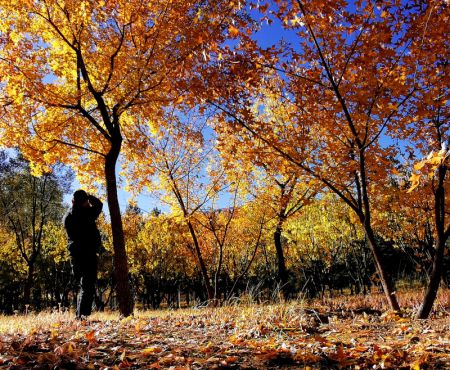 (miniature) Un habitant prend des photos du paysage automnal parmi les feuilles de bouleau dorées et les feuilles d'érable rouges dans un parc d'Ordos