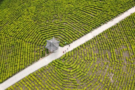 (miniature) Des gens visitent une plantation de thé dans un site touristique du district de Langxi de la ville de Xuancheng