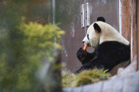 (miniature) Le panda géant Qiao Yue mange une carotte au parc animalier Locajoy