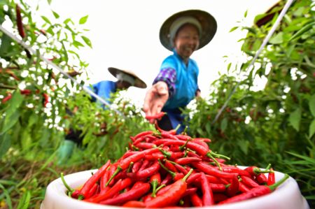 (miniature) Une agricultrice cueille des piments dans le village de Daxin du district de Longli