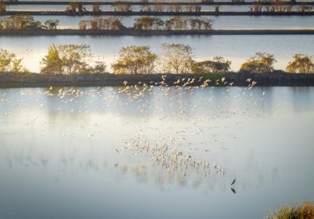 (miniature) Des oiseaux migrateurs dans le parc national de zones humides de Lixiahe