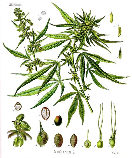 (miniature) Cannabis