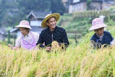 (miniature) Des agriculteurs récoltent du riz dans les rizières en terrasses du district de Congjiang