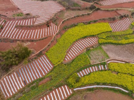 (miniature) Photo aérienne prise le 11 mars 2023 d'une vue des terres agricoles du village de Tiangongmiao