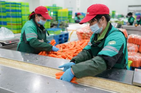 (miniature) Des ouvriers travaillent dans un entrepôt de légumes dans l'arrondissement de Songjiang