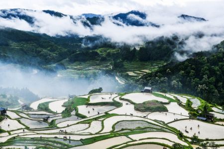 (miniature) Des agriculteurs et du bétail travaillent dans les champs en terrasse lors doeun événement présentant les traditions agricoles locales dans le district de Liping de la préfecture autonome Miao et Dong de Qiandongnan