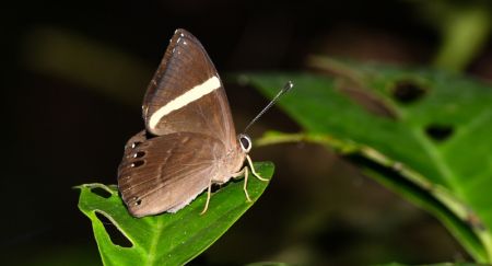 (miniature) Une Judy sombre (Dark Judy) dans la section Wuzhishan du parc national de la forêt tropicale humide de Hainan