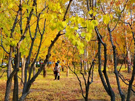 (miniature) Un habitant admire le paysage automnal parmi les feuilles de bouleau dorées et les feuilles d'érable rouges dans un parc d'Ordos