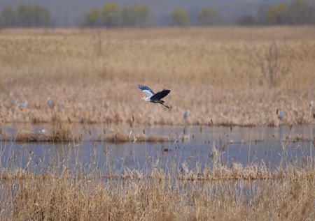 (miniature) Paysage du lac des canards sauvages dans l'arrondissement de Yanqing à Beijing