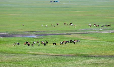 (miniature) Des chevaux dans la prairie de Hulun Buir