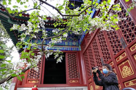 (miniature) Une visiteuse prend des photos de lilas au temple Fayuan