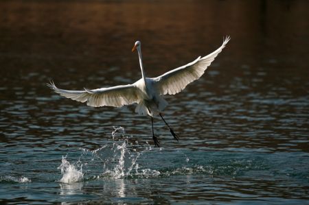 (miniature) Une aigrette cherche sa nourriture dans la rivi&egrave;re Fenhe
