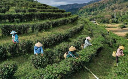 (miniature) Photo aérienne prise par un drone montrant des agriculteurs en train de recueillir des feuilles de thé dans un jardin de thé à Wuzhishan