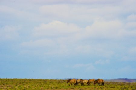 (miniature) Des chevaux de Przewalski dans la réserve naturelle de Kalamayli