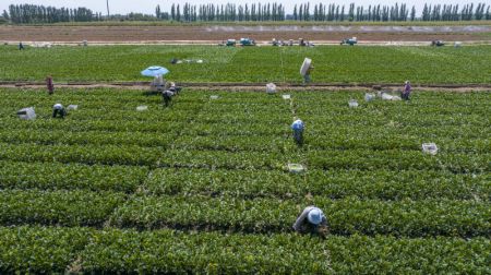 (miniature) Photo prise par un drone de personnes récoltant des légumes dans une exploitation maraîchère dans le bourg de Qujing à Qingtongxia