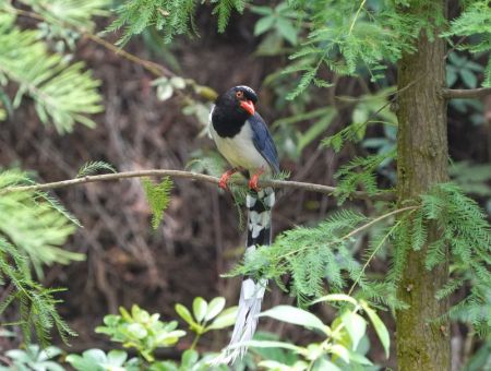 (miniature) Un oiseau se repose dans un parc forestier de Nanning