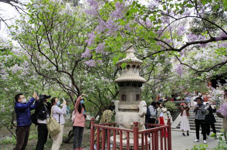 (miniature) Des visiteurs prennent des photos de lilas au temple Fayuan