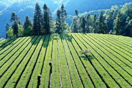 (miniature) Photo a&eacute;rienne d'agriculteurs travaillant dans une plantation de th&eacute; dans le village de Heping du district de Xuan'en