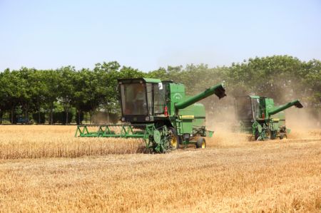 (miniature) Des moissonneuses de bl&eacute; dans la ferme de Wupu