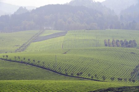 (miniature) Paysage des plantations de thé dans le bourg de Yongxing du district de Meitan