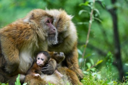 (miniature) Des macaques dans une vallée du district de Cona
