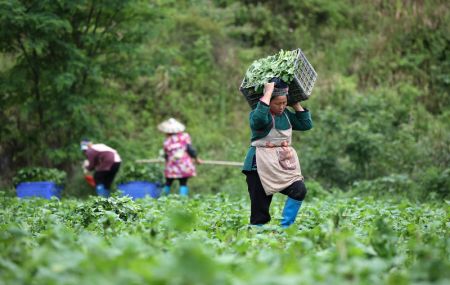 (miniature) Une agricultrice porte des légumes récoltés dans le champ du village de Yangpai du district de Danzhai