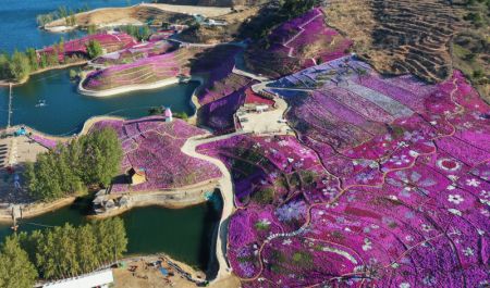 (miniature) Photo aérienne montrant des fleurs de shibazakura à Qianxi