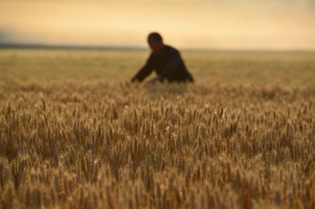 (miniature) R&eacute;colte du bl&eacute; dans le village de Yangzhuang