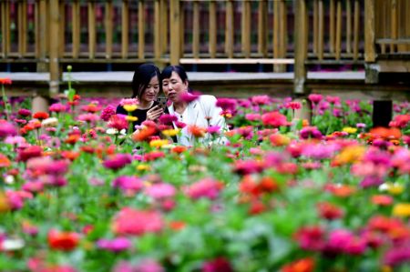 (miniature) Des touristes prennent des photos de zinnias dans le village de Dahong du district de Luanchuan