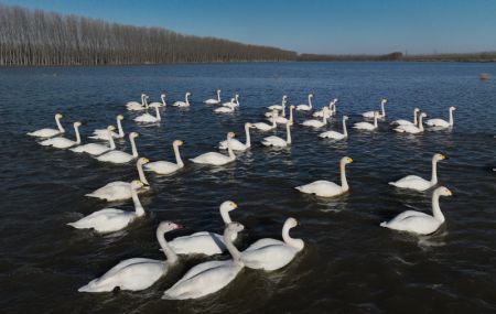 (miniature) Des cygnes dans la zone humide de Caofeidian