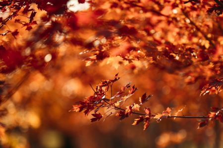 (miniature) Des feuilles d'automne dans un parc de Changchun