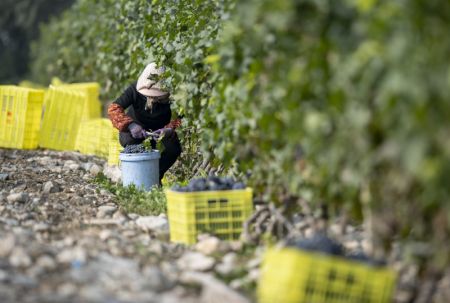 (miniature) Une femme récolte des raisins dans un vignoble au pied oriental du mont Helan