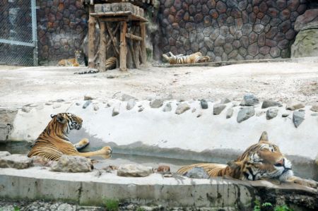 (miniature) Des tigres de Sibérie dans le Parc des tigres de Sibérie de Hengdaohezi à Hailin