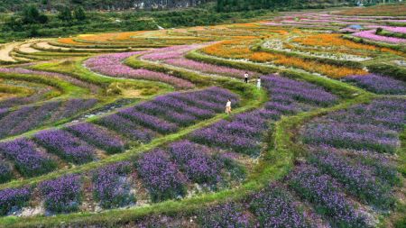 (miniature) Photo aérienne des fleurs dans une base agricole globale du bourg de Qiantao de l'arrondissement de Huaxi