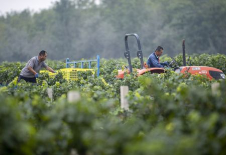 (miniature) Deux agriculteurs transportent des raisins récoltés dans un vignoble au pied oriental du mont Helan