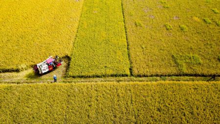 (miniature) Une moissonneuse récolte du riz dans le bourg de Pizhuang du district de Taierzhuang