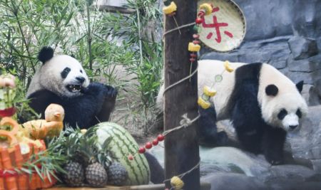 (miniature) Les pandas jumeaux Qing Hua et Qing Lu lors d'un gala d'anniversaire dans le parc à thème Locajoy du district de Yongchuan