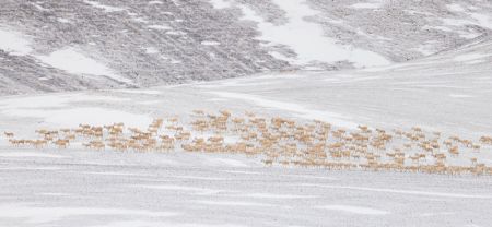 (miniature) Des antilopes tibétaines enceintes migrent vers leur lieu de mise-bas habituel dans la réserve naturelle nationale de Qiangtang