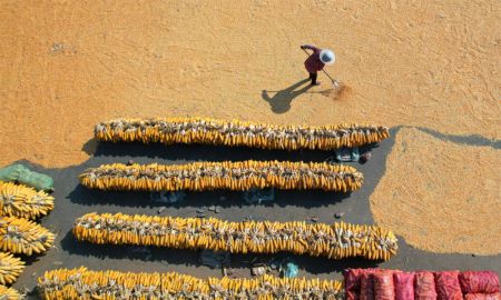 (miniature) Un agriculteur fait sécher le maïs au soleil dans le village de Beizhangliang du district de Yiyuan